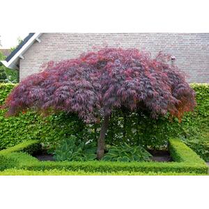 Acer Palmatum Dissectum Crimson Queen 50-60cm in a 7.5 Litre Pot - Purple by Direct Plants