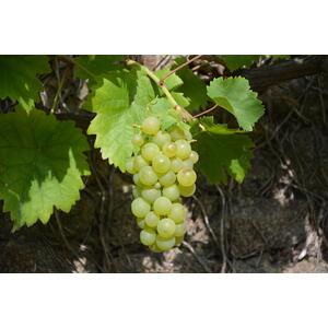Grape Vine Vitis Vroege Van Der Laan 3-4ft 3L Pot - White by Direct Plants