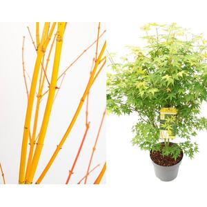 Acer Palmatum Bi Hoo Japanese Maple Plant Large 4ft in a 5 Litre Pot - Green by Direct Plants