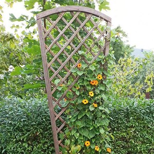 Wooden Fan Style English Primrose Wall Trellis and Plant Support - Wood by Primrose