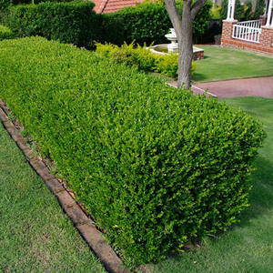Buxus Sempervirens Evergreen Hedging In 9cm Pots by Gardener's Dream