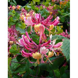 The Fragrant Flowering Climbing Garden Border Mix Large Mature Plants by Direct Plants