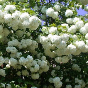 Viburnum Opulus Roseum Hardy Shrub by Thompson & Morgan