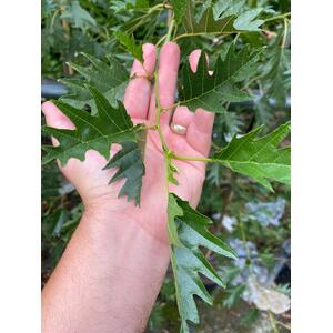 Alnus Laciniata Cut Leaf Alder Tree 5-6ft Tall in a 7.5L Pot - Green by Direct Plants
