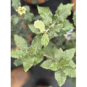 Quercus Ilex Evergreen Oak Tree 30-40cm 3 L Pot - Green by Direct Plants