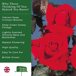 Thinking of You Deep Crimson Hybrid Tea Rose - Crimson by Plants By Post