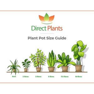 Grape Vine Vitis Vroege Van Der Laan 3-4ft 3L Pot - White by Direct Plants