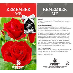 Remember Me Rose Bush - Red by Gardeners Dream