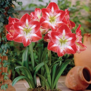 Amaryllis Minerva Bulbs - Red by Thompson & Morgan