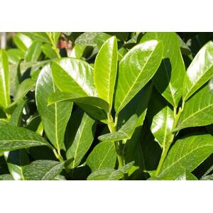 Cherry Laurel Evergreen Hedging Plants Large 3-4ft in 3 Litre Pots - Green / 5 by Direct Plants