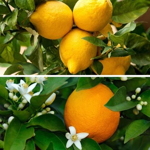 Citrus Fruit Tree Duo Collection - Orange by Thompson & Morgan