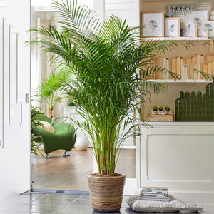 Areca Palm Indoor House Plant by Gardeners Dream