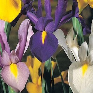 Iris Dutch Mixed Bulbs - Purple / 50 by Thompson & Morgan