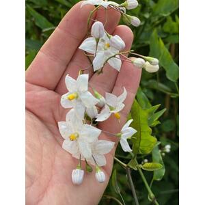 Solanum Jasminoides Alba Climbing Plant 3-4ft - Green by Direct Plants