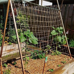 Jute Heavy Duty Natural Biodegradable Pea Bean Netting - Brown / 5m / 100mm x 100mm mesh holes by True Products