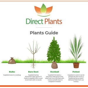 X10 Gelderland Western Red Cedar 3-4ft 3L Pots - Green by Direct Plants