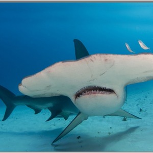 Shark Torch and Projector - Shark Torch by JBL Global