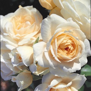 Rose Champagne Moment 5.5L Pot Fragrant Apricot Floribunda Rose for Gardens - Apricot by Plants By Post