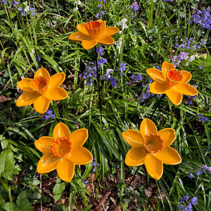 Cast Iron Daffodil Bird Feeder Flower Dish - Yellow / 1 by Selections