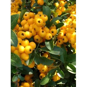 Pyracantha Yellow Soliel D'or Shrub 2-3ft Large Supplied in a 3 Litre Pot - Orange by Direct Plants