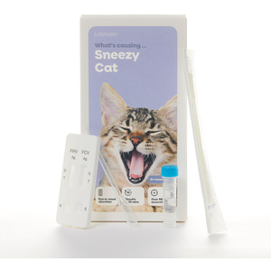 Sneezy Cat Test - Purple by Labrador