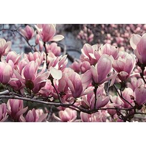 3-4Ft Magnolia Soulangeana Plant - Fragrant Tree - 3L - green by Direct Plants