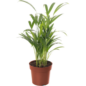 Areca Palm Indoor House Plant by Gardeners Dream