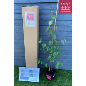 Silver Birch Tree Betula Pendula - Brown / 30-60cm Tall by Cotswold Trees