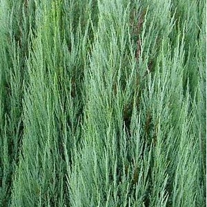 5x Juniperus Skyrocket Trees Rocky Mountain Juniper 2ft in a 3L Pots - Green by Direct Plants