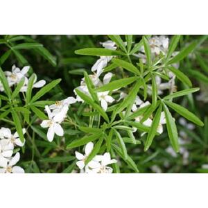 Choisya Aztec Pearl Fragrant Shrub 3L Pot - Green by Direct Plants