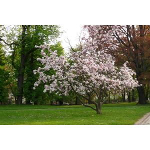 Magnolia Soulangeana Plant Tree 100cm Tall Large in a 3 Litre Pot - Pink by Direct Plants