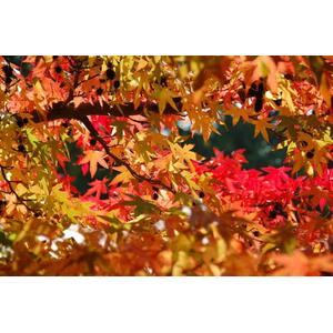 Liquidambar Styraciflua Gum Ball Lollipop Ornamental Tree 100cm - Green by Direct Plants