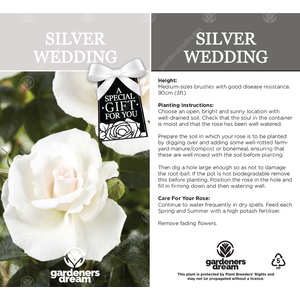 Silver 25th Anniversary Rose Bush - White by Gardeners Dream