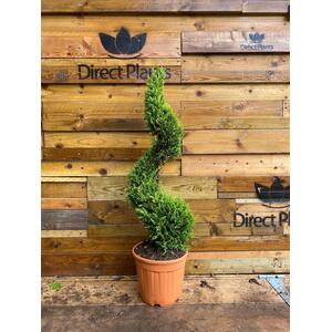 Spiral Cupressocyparis Castlewellan Gold 100cm - Green by Direct Plants