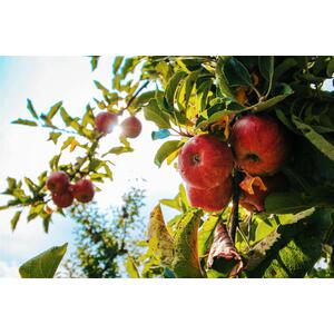 Apple Braeburn Fruit Tree 6ft, 12L Pot by Directplants - Red by Direct Plants