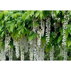 5x Mixed Large Wisteria Climbing Plant Selection Pack Grafted Plants - Multi by Direct Plants