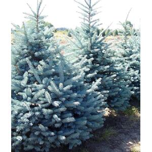 Picea Pungens Blue Colorado 130-150cm 15L Pot - Blue by Direct Plants