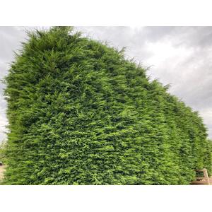 Green Leylandii Cupressocyparis Leylandii Hedging Trees 3-4ft 3L Pots - Green / 10 by Direct Plants