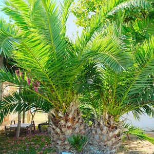 Phoenix Palm Tender Perennial by Thompson & Morgan