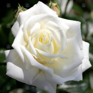 New Home Rose Bush - White by Gardeners Dream