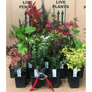 Mixed Garden Shrub Selection Ten Pack in Pots - Mixed by Direct Plants