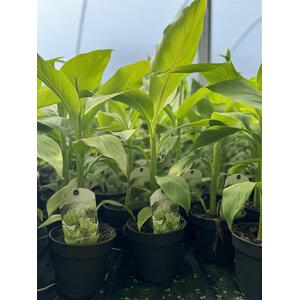 Musa Basjoo Fully Hardy Banana Fruit Tree 13cm Litre Pot - Green by Direct Plants
