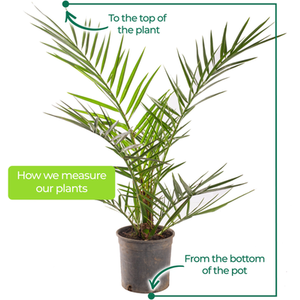 Phoenix Canariensis Palm Tree by Gardeners Dream