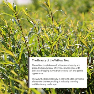 Premium Willow Fencing Screening Rolls by Woven Wood