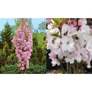 Prunus Amanogawa Flagpole Flowering Cherry Tree 5-6ft in a 7.5 L Pot - Pink by Direct Plants