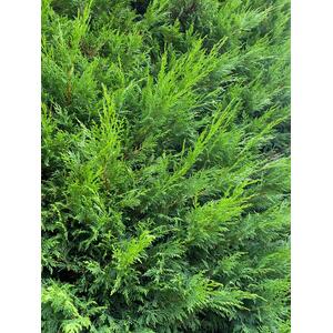 Green Leylandii Cupressocyparis Leylandii Hedging Trees 5ft 3L Pots - Green / 10 by Direct Plants
