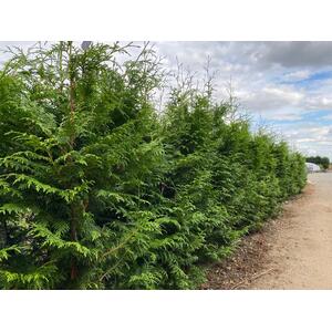 Thuja Plicata Gelderland Western Red Cedar Trees 3-4ft in 2 Litre Pots - Green / 10 by Direct Plants