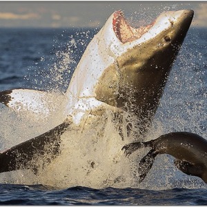 Shark Torch and Projector - Shark Torch by JBL Global