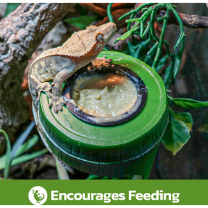 Swell Reptiles Bamboo Drinking Fountain - Green by Swell Reptiles