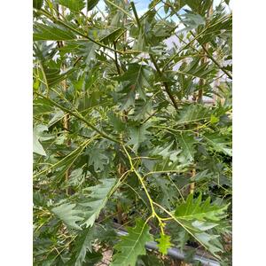 Alnus Incana Aurea Golden Alder Tree 5-6ft Tall in a 7.5L Pot - Green by Direct Plants